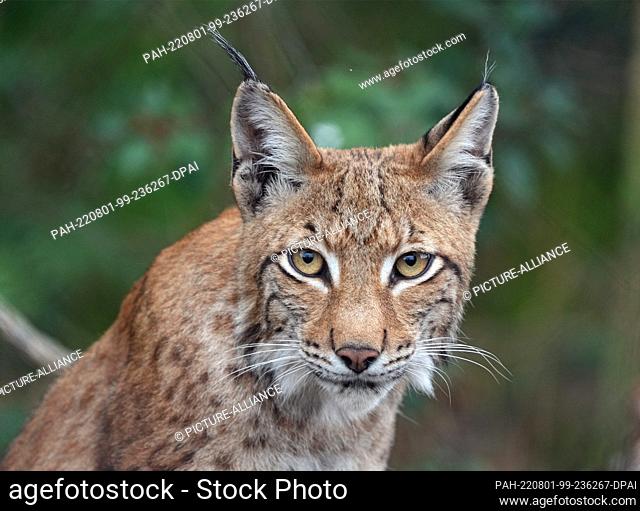 01 August 2022, Brandenburg, Schorfheide/Ot Groß Schönebeck: The young lynx Ludwig sits in the forest in the Schorfheide Wildlife Park