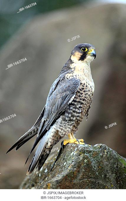 Peregrine Falcon (Falco peregrinus), adult, male, perched on rock, Germany, Europe