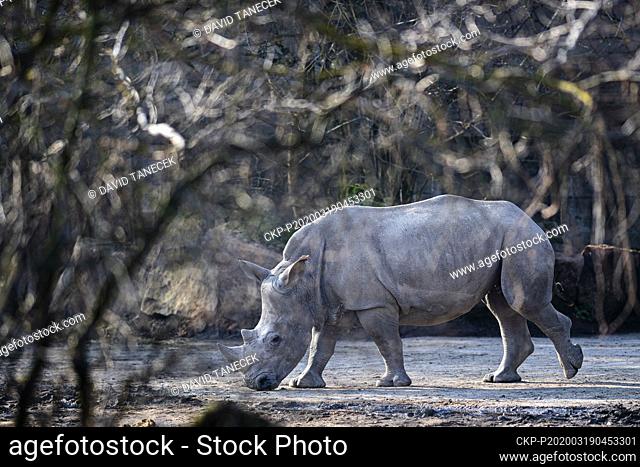 Gaya, three years old cow of southern white rhinoceros (Ceratotherium simum simum), is seen for the first time in a large outdoor enclosure, on March 19, 2020