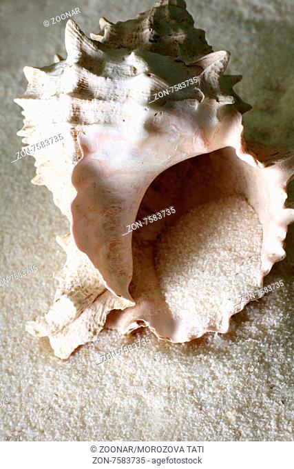 The image of a cockleshell close-up on sand