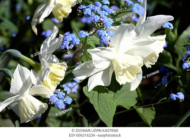 Siberian bugloss -Brunnera macrophylla 'Langtrees'