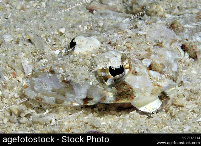 Close-up of head of juvenile form of De Beaufort's flathead (Cymbacephalus beauforti), Indo-Pacific, Negros, Visayas, Philippines, Asia