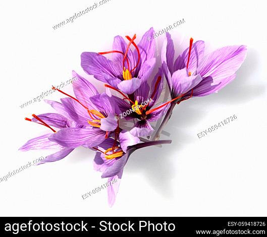 Safrankrokus hat in der Bluete drei rote Safranfaeden die zu teuersten Gewuerzen zaehlt. Saffron crocus has three red saffron fawns in the flower which are...
