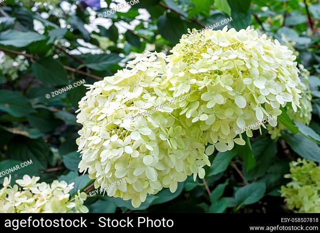 Hydrangea arborescens or Smooth hydrangea with white flowers and green foliage in garden. detail view of flowering plant