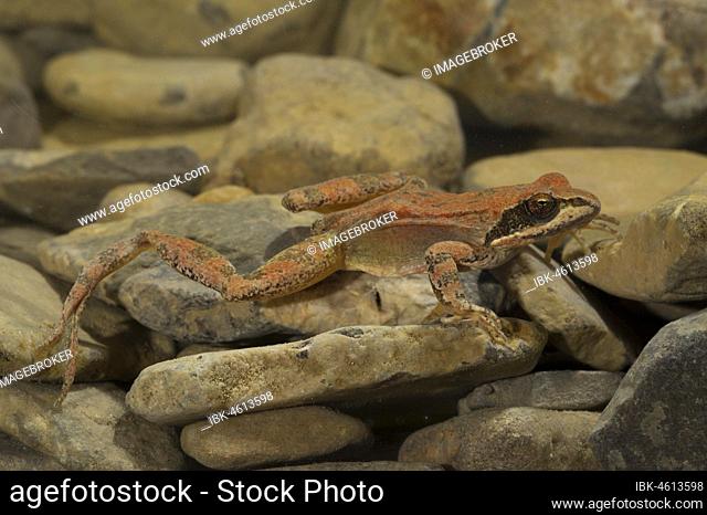 Pyrenean Frog (Rana pyrenaica) at the bottom of a stream, Central Pyrenees, Aragon, Spain, Europe