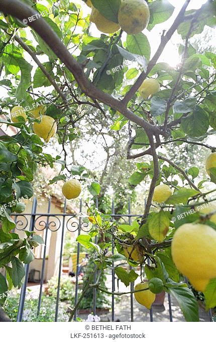 Lemon tree with lemons, Summer, Castellabate, Cilento, Italy