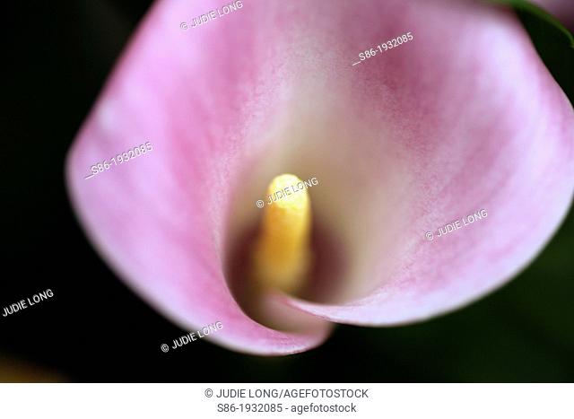 Close Up of a Pink Calla Lily Flower