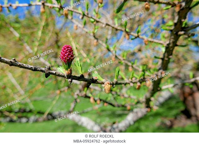 Larch in period of bloom, branch with female (red) and male plugs, Upper Bavaria