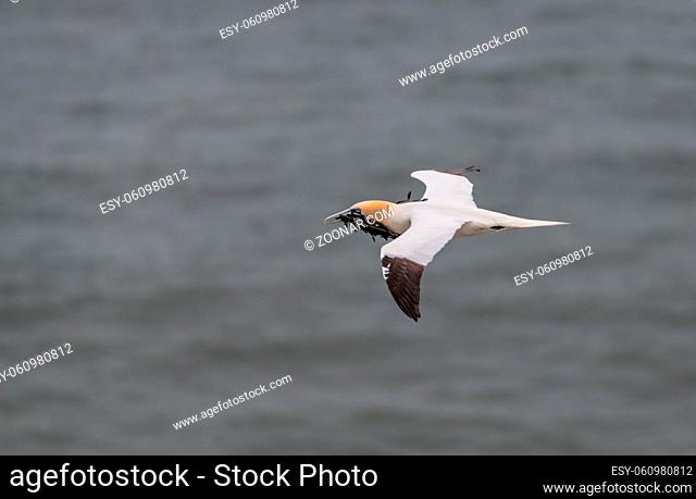 Gannet in Flight with Nesting Material