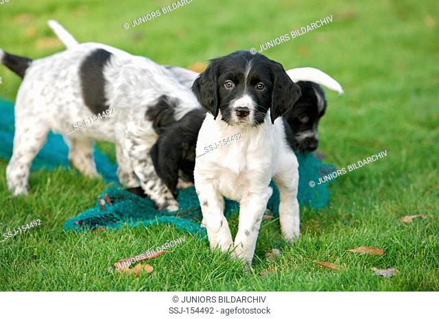 Large Munsterlander dog - puppies on meadow