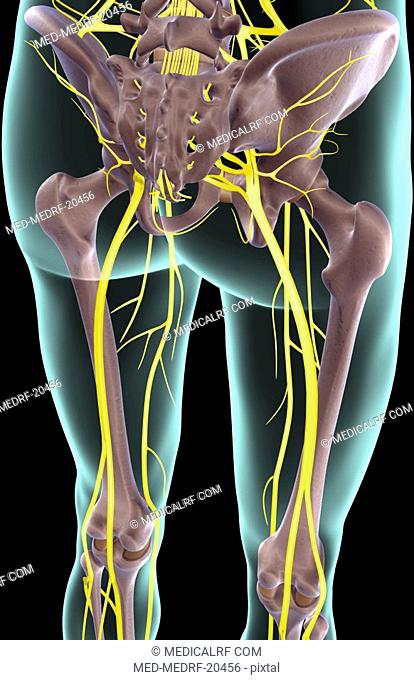 The nerves of the lower limb