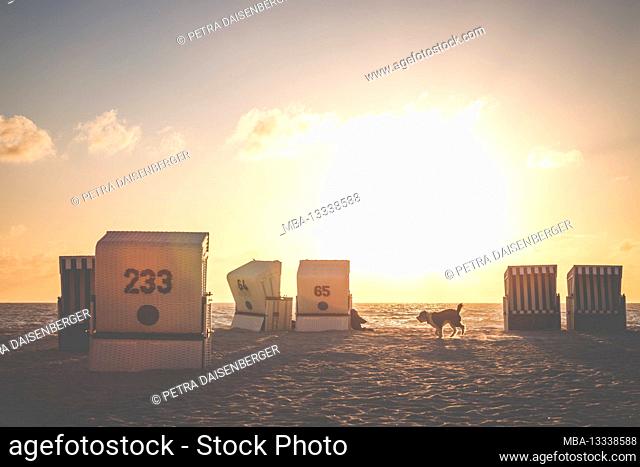 A dog walks between beach chairs on the beach at sunset