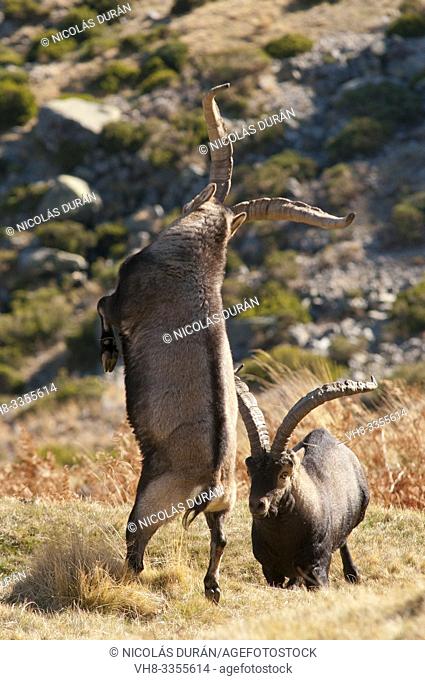 fight of mountain goat (Capra pyrenaica) males, Gredos range, Avila, Spain