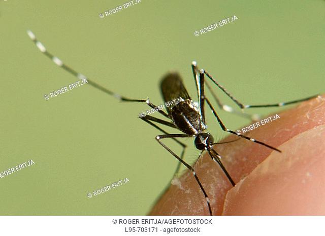 Adult female of the Asian Tiger Mosquito Aedes albopictus, biting on human