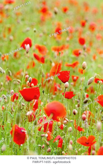 Poppy, Papaver rhoeas, Mass of red coloured poppies growing in a field