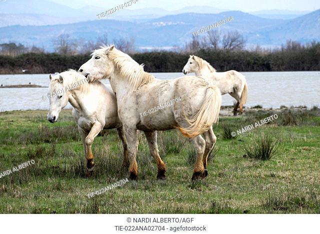 Italy, Friuli, Isonzo Estuary Regional Park, Isola della Cona Bird Sanctuary, wetland, Camargue Horses
