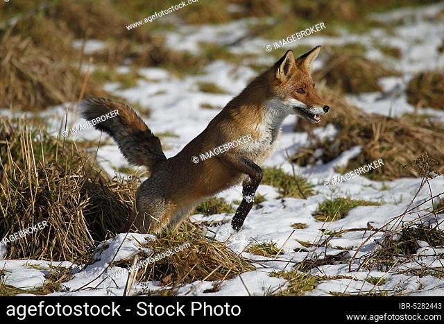 RED FOX (vulpes vulpes), FEMALE TRYING TO CATCH A PREY, NORMANDY IN FRANCE