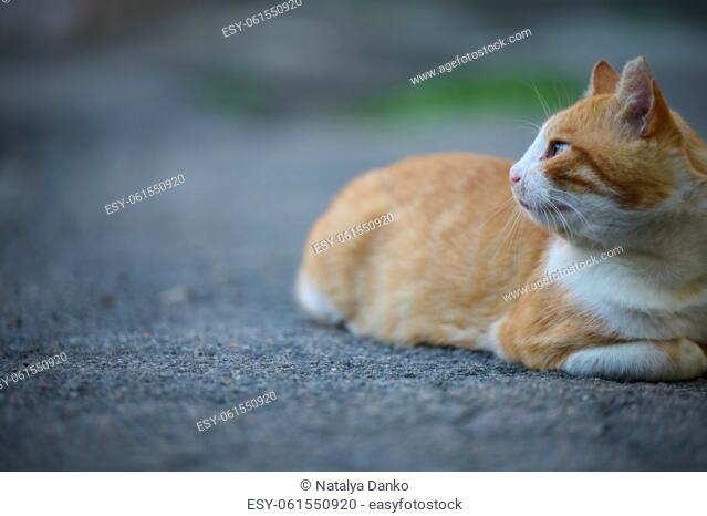 Adult red -haired white cat sits on the street, day