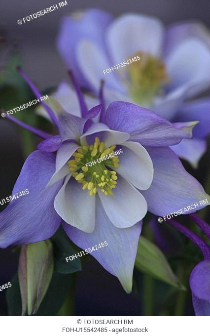 flower floral columbine blue perennial colorado