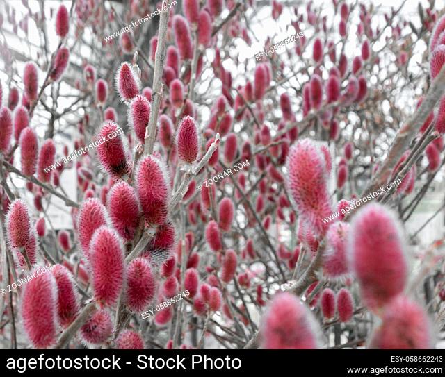 full frame shot of red pussy willow catkins