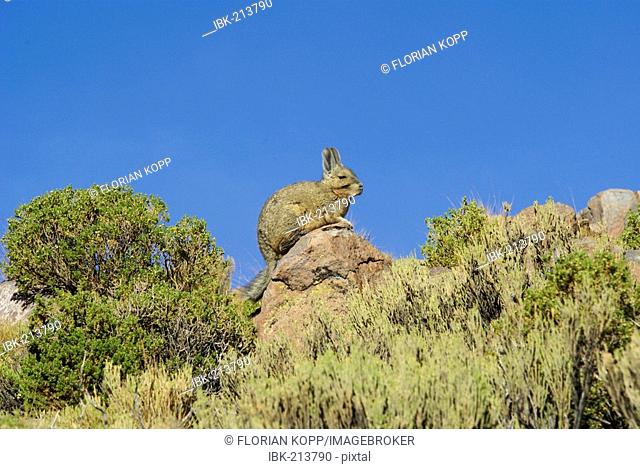Viscacha (Lagostomus maximus), Uyuni Highlands, Bolivia