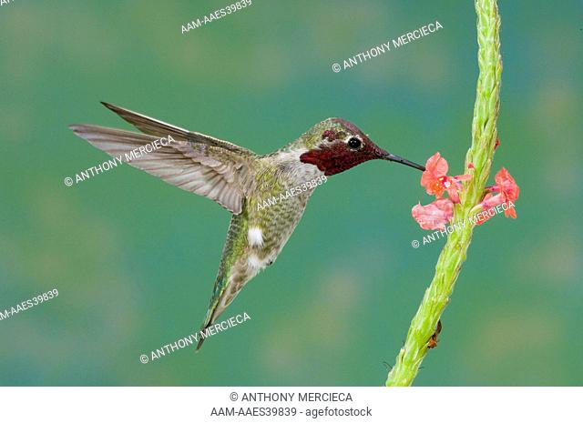 Anna's Humminbird male feeding on Vervain-california