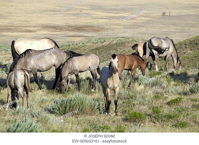 Black Hills Wild Horse Sanctuary, home to Americas largest wild horse herd, Hot Springs, South Dakota