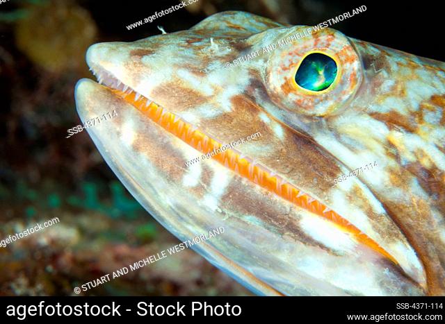 Detail head shot of a Sand Diver Lizardfish (Synodus intermedius) in Belize, Cenral America