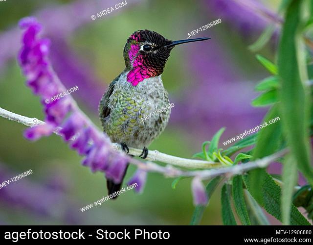 Male Anna's Hummingbird (Calypte anna) perched on garden flower. California. Fall