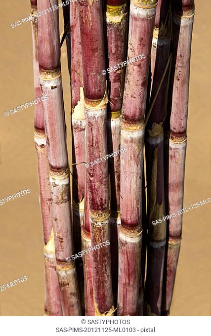 Close-up of a bundle of sugar canes, Pushkar, Ajmer, Rajasthan, India
