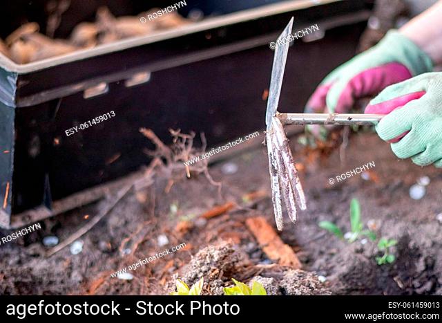 The gardener rakes the soil for planting. To work in the garden. Women's hands in gloves hold a garden tool and loosen the ground
