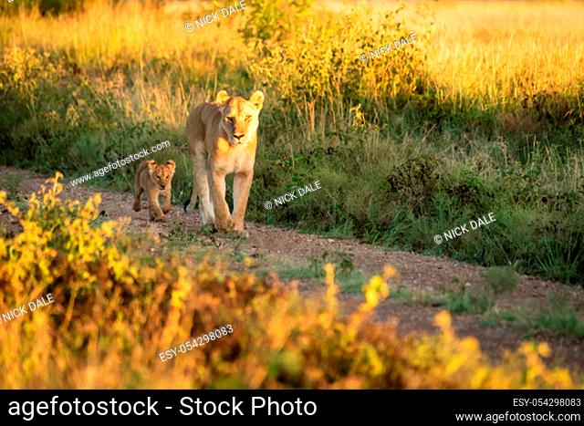 Lioness and cub walk on gravel track