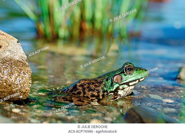 The green frog, Lithobates clamitans, is a species of frog native to the eastern half of the United States and Canada