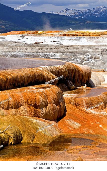 MAMMOTH HOT SPRING TERRACES are a wonderful example of VOLCANIC THERMAL FEATURES, USA, Wyoming, Yellowstone National Park