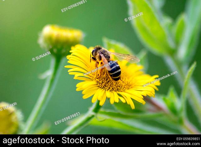 Beautiful yellow flower with a little busy bee shows spring and summer feelings with pollination of spring flowers and blooming yellow blossom on a bright sunny...