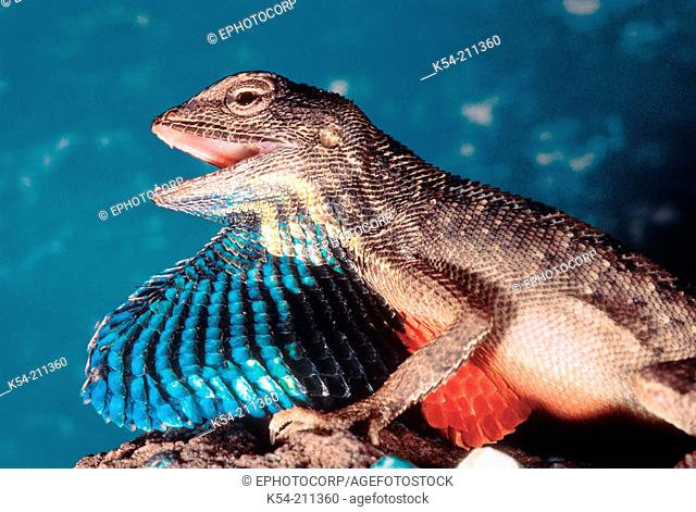 Blue Fan-throated lizard (Sitana Ponticeriana). Males of this species display bright colors during the mating season. Pune district, Maharashtra, India