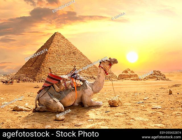 pyramid shape, camel
