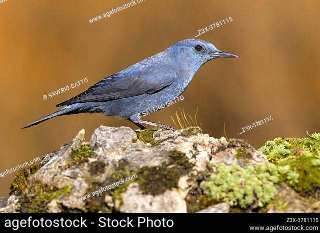 Blue Rock Thrush (Monticola solitarius), side view of an adult male standing on a rock, Campania, Italy