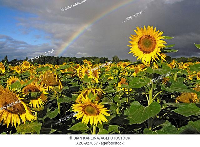Rainbow in a sunflower field in Southern France, Europe