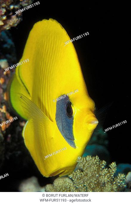 Masked Butterflyfish, Chaetodon semilarvatus, Elphinstone Reef, Red Sea, Egypt
