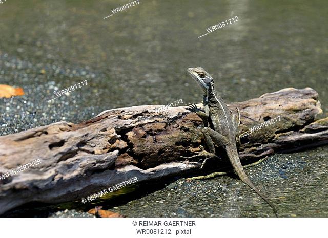 Female Brown Basilisk Jesus Christ Lizard basking on a log in Costa Rica