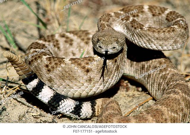 Western Diamondback Rattlesnake (Crotalus atrox). New Mexico. USA