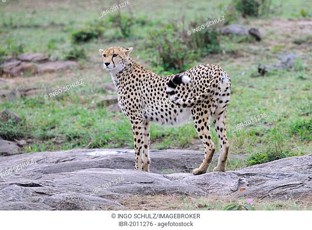 Cheetah (Acinonyx jubatus) on the lookout in the landscape of the Masai Mara, Kenya, East Africa