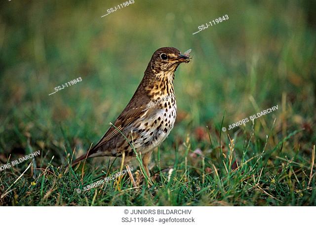 song trush standing on meadow - with insect in beak / Turdus philomelos