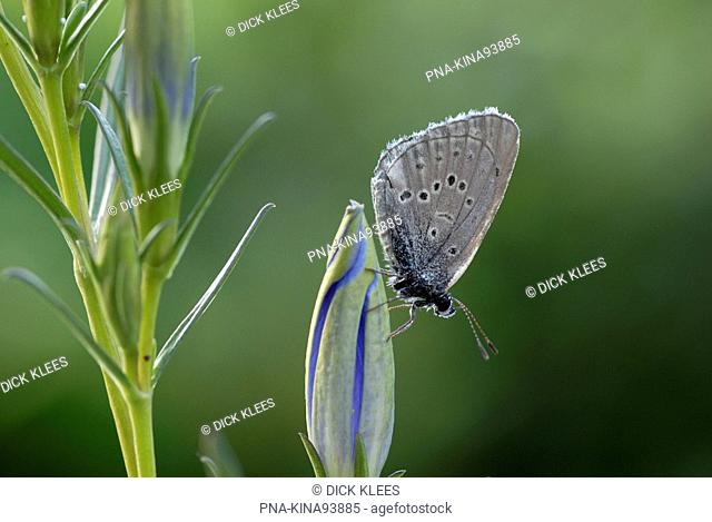 Alcon Blue Maculinea alcon - Regte Heide, Goirle, North Brabant, The Netherlands, Holland, Europe