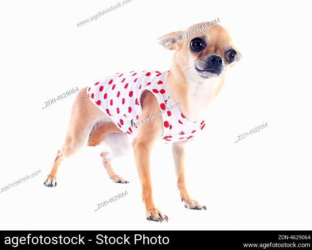portrait of a cute purebred puppy chihuahua dressed in front of white background