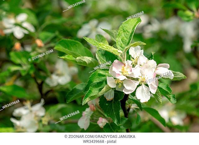 Fresh apple tree blossom twig with leaves