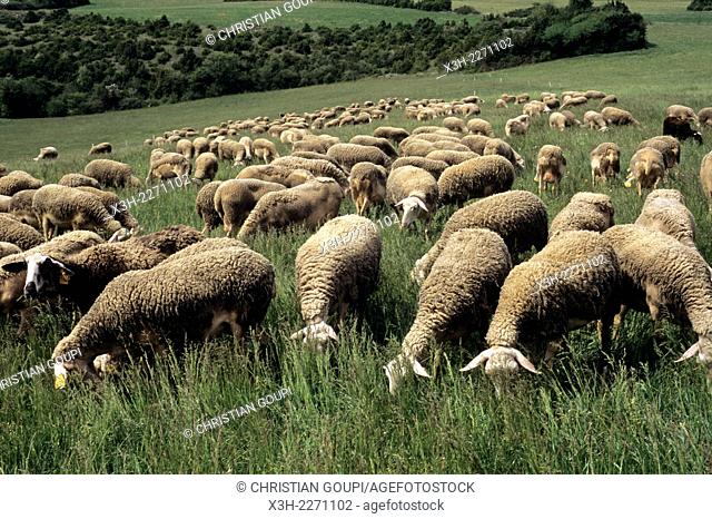 flock of Lacaune sheep, Hermilix farm on the Larzac plateau, near Saint-Affrique, Aveyron department, Midi-Pyrenees region, France, Europe