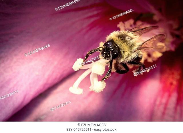 Common eastern bumblebee on pink flower in extreme closeup macro