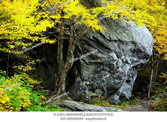 A maple tree in the fall with a large boulder, Stowe Vermont, USA